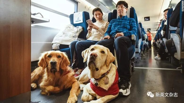 blind dog and guide dog