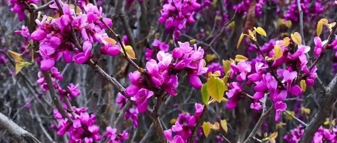 生命中偶然的机缘