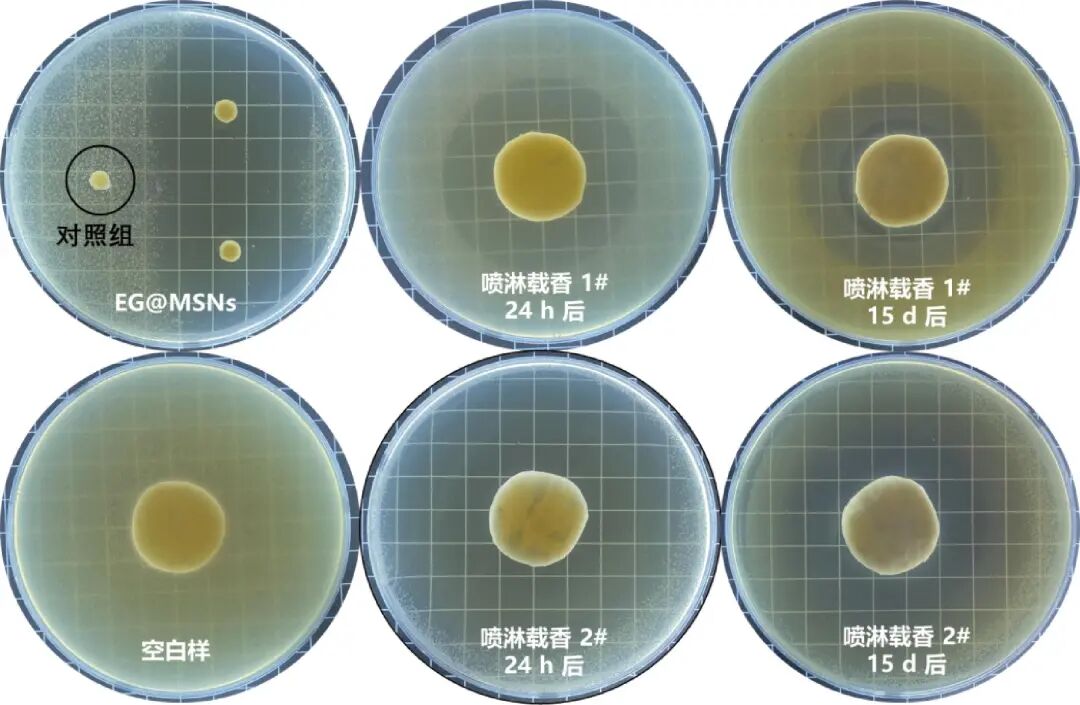 海藻酸钙敷料怎么开发胡文锋：抗菌丁香酚／介孔二氧化硅纳米颗粒的制备及其医用潜力评价_https://www.jmylbn.com_新闻资讯_第15张