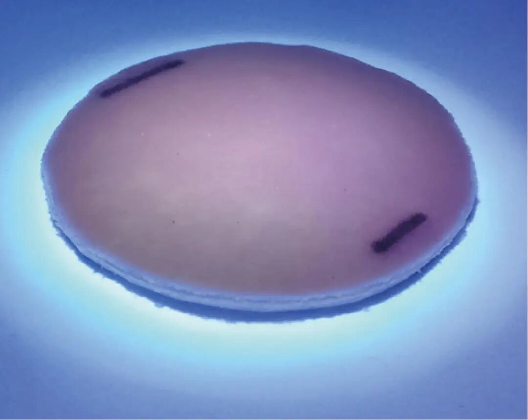 海藻酸钙敷料怎么开发胡文锋：抗菌丁香酚／介孔二氧化硅纳米颗粒的制备及其医用潜力评价_https://www.jmylbn.com_新闻资讯_第18张