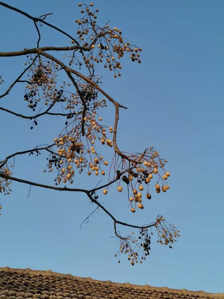 【虫虫大作战】 零毒副杀虫让你的植物岁月静好——精油杀虫法