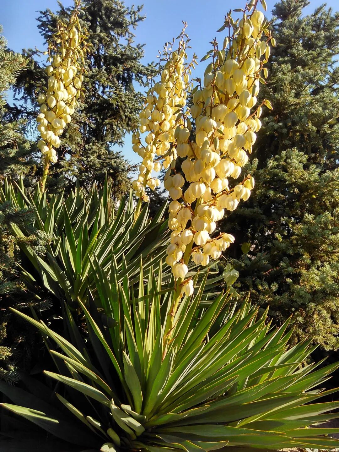 【虫虫大作战】 零毒副杀虫让你的植物岁月静好——精油杀虫法
