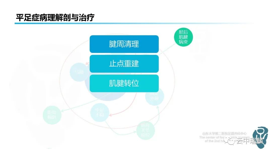 一文了解平足症的病理解剖与治疗策略
