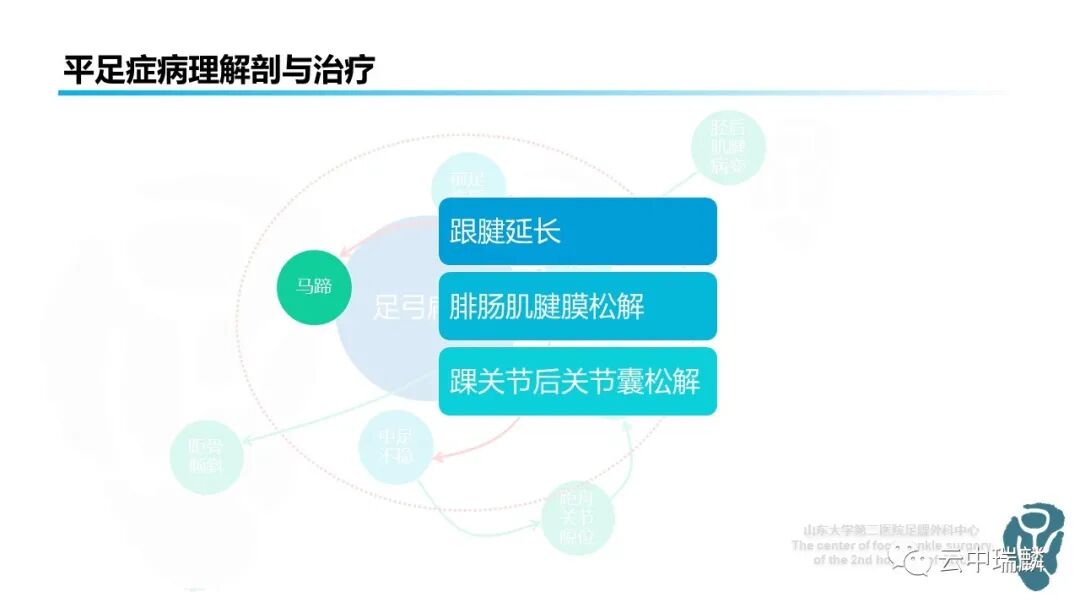 一文了解平足症的病理解剖与治疗策略