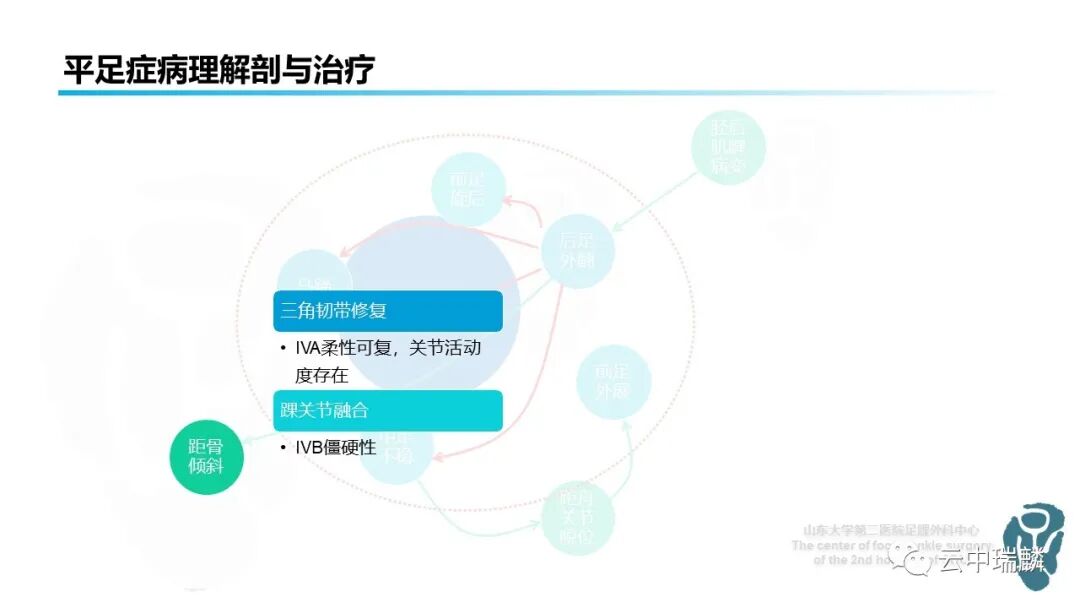 一文了解平足症的病理解剖与治疗策略