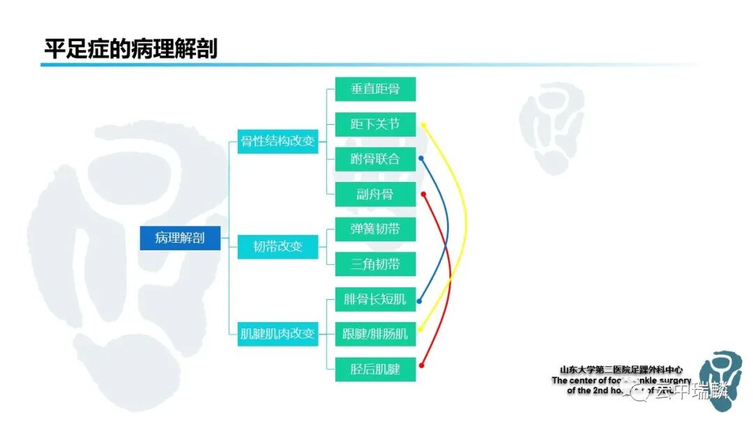 一文了解平足症的病理解剖与治疗策略