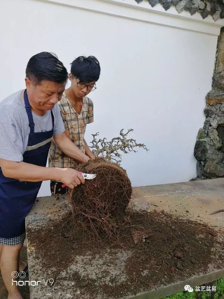图解 刘传刚制作大型垂枝式树石盆景的方法