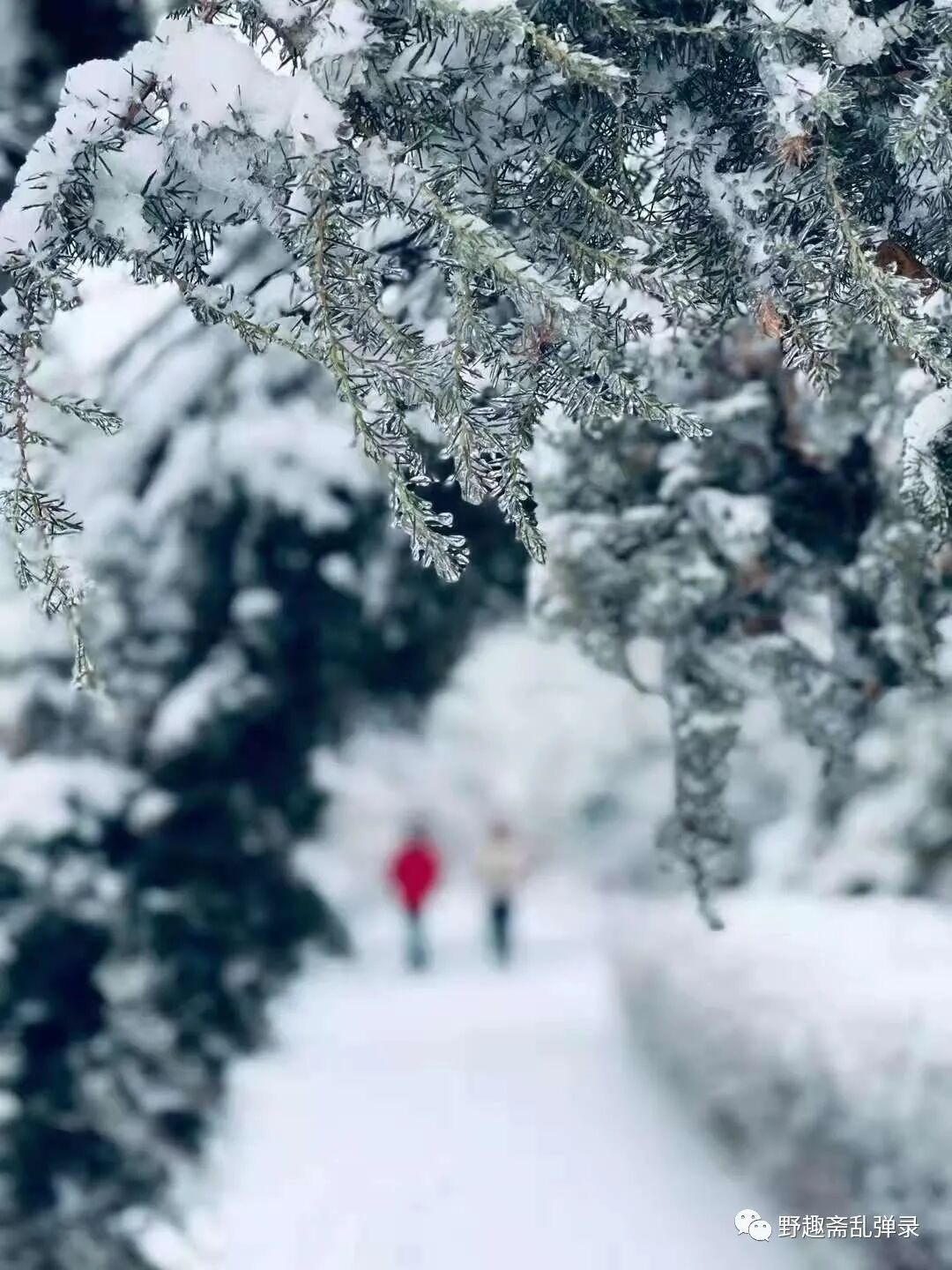 散文 想家了 因为雪 全网搜