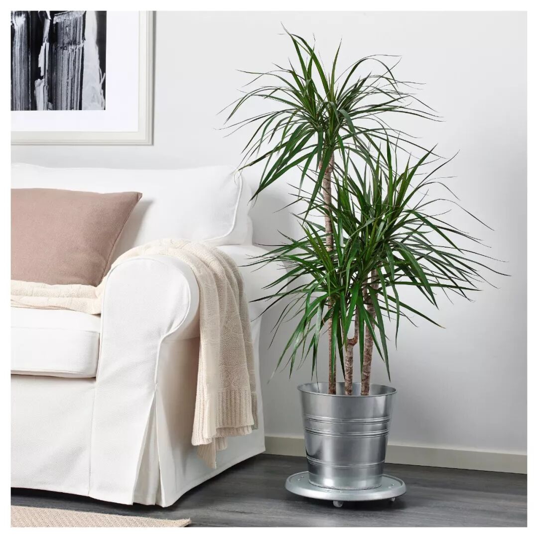 盘一盘宜家那些值得买的园艺产品 Gardeneel花园鳗 微信公众号文章阅读 Wemp