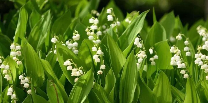 芝兰生于深谷 不以无人而不芳 铃兰 Gardeneel花园鳗 微信公众号文章阅读 Wemp
