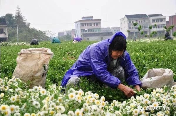 白菊花茶的功效与作用 遇见花开花坊 地产资讯