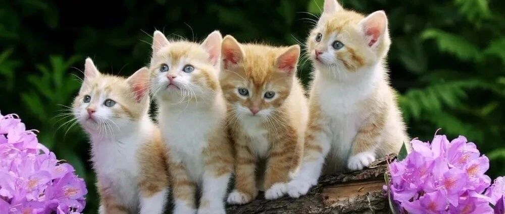 未来一周将会有喜从天降，迎来吉星，能过美梦成真的四大星座