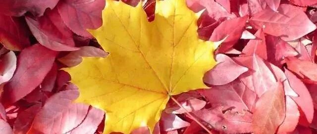 2020运势终将触底反弹的五大星座！