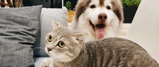 北上广养猫，小县城养狗