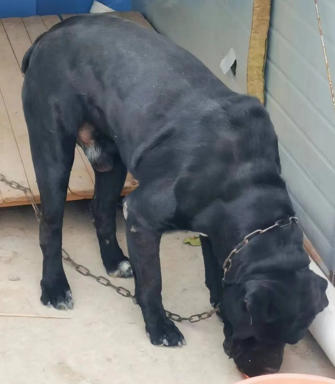 怎么促进vsd伤口愈合爱犬啊呜一口，手掌血肉模糊，巧用VSD技术治疗_https://www.jmylbn.com_新闻资讯_第2张