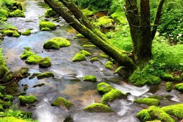 何當共賞林海綠，待到遊子歸來時！林都伊春邀你常回家看看！ 旅遊 第6張