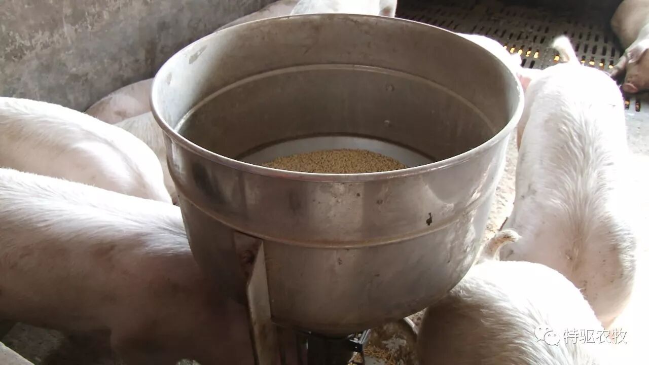 【图说养猪】养好猪,看看他们如何做!