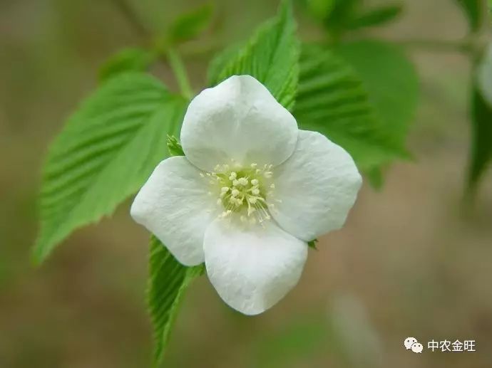 我也是薔薇科的一員,花四瓣,是漂亮的白色喲,我的葉子很特別,緣有尖銳