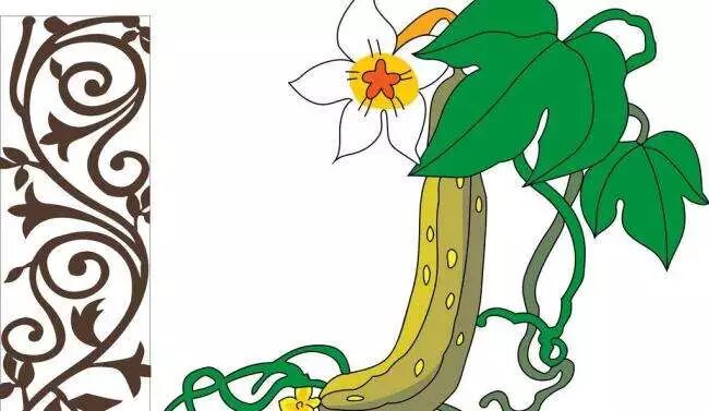 三伏吃丝瓜，赛人参