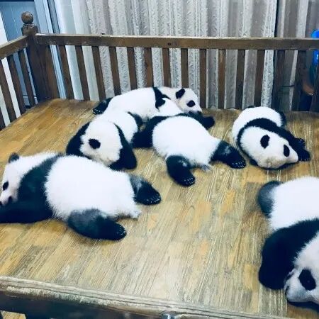 坐标【成都】—— 四川成都最全旅游攻略