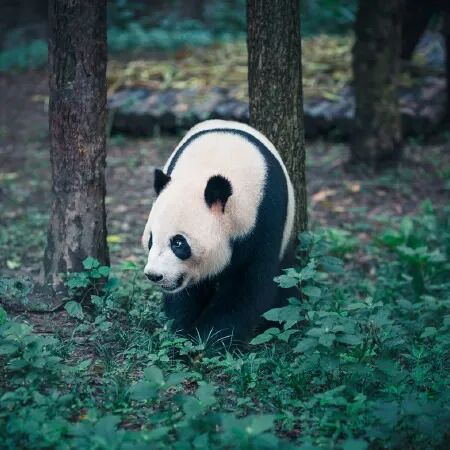 坐标【成都】—— 四川成都最全旅游攻略