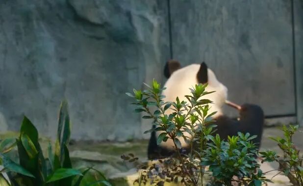 坐标【成都】—— 四川成都最全旅游攻略