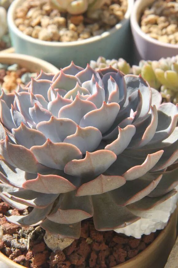 夏天多肉叶子 往外翻 变丑变难看 4个小方法 轻松解决 多肉教授 微信公众号文章阅读 Wemp