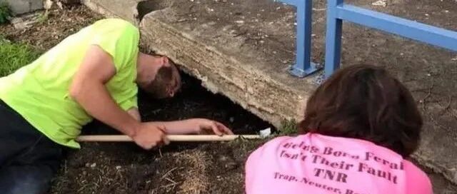 6只幼猫被卡在地板下，人类钻小洞想奇招救援！