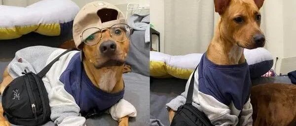 这是一只想证明自己是人类的汪星人！