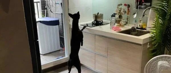 主人在家里煮麻辣鸭血，回到厨房看到这画面亮了！