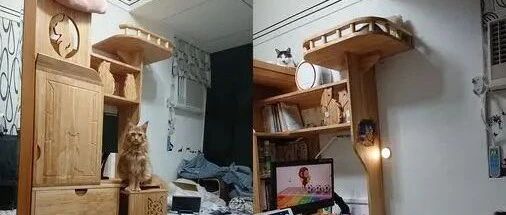 饲主花3个月做人猫共享家具，精美的设计让人看了羡慕不已！