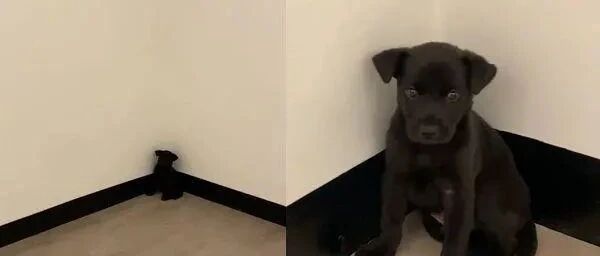小黑狗被骂自己走去面壁，结果和墙壁的颜色瞬间融合在一起！
