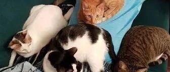 老公躺下来身边围4色猫，爱猫通通走到他身边窝成球！