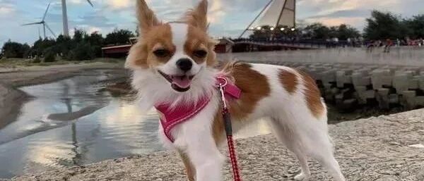 80岁阿祖原本不敢摸狗，结果没过多久态度突然大转变！