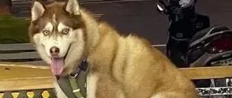 确认过眼神，是只很纯的二哈没错！