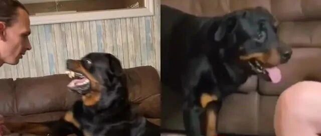 主人假装被爱犬吓昏，下秒竟收获贴心的小动作！