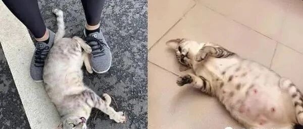 流浪猫脚边撒娇求关爱，她心疼收编，结果收获意外惊喜！