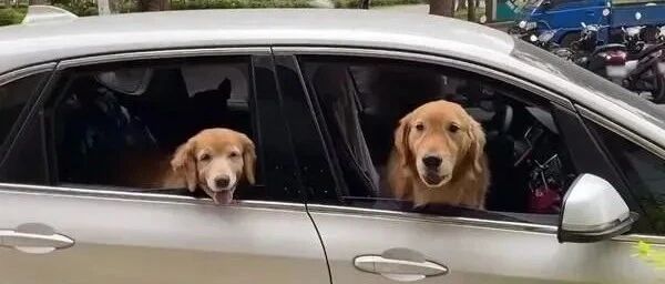 嫌等太久，阿金冲到副驾对着主人爆气狂骂，后座2汪反差亮了!