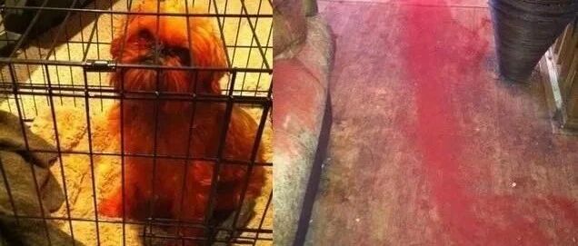 回家惊见爱犬全身红，地板染上大片血迹，他找到关键铁证气炸！