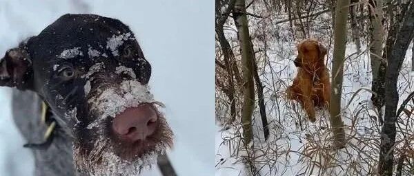 狗狗在雪地突然激动摇尾，一个举动救下另一个生命！