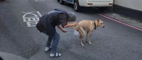 小黄狗站路中臭臭，阿姨一个专业弯腰让人大赞：真爱狗人士！
