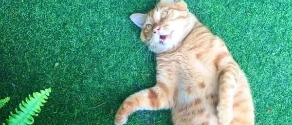 家里后院出现一只“炸虾”正在晒日光浴，走近一看笑喷！