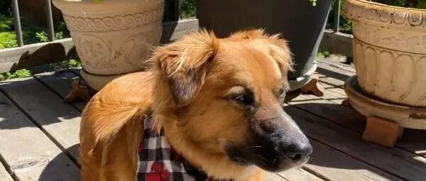 狗狗车祸后失踪，两天后家人竟在一处牧场发现它在“赶羊”