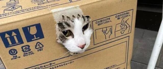 听到要看医生猫咪立刻躲进纸箱，没想到竟被奴才一招破解！