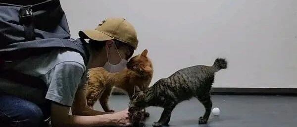 饲主回家开心趴在地上等猫咪前来迎接，结果却遭主子漠视路过！