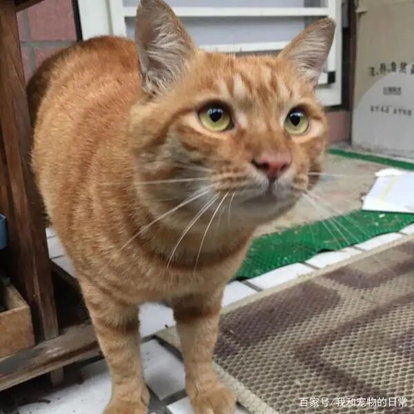 家里后院出现一只 炸虾 正在晒日光浴 走近一看笑喷 影视聚合站