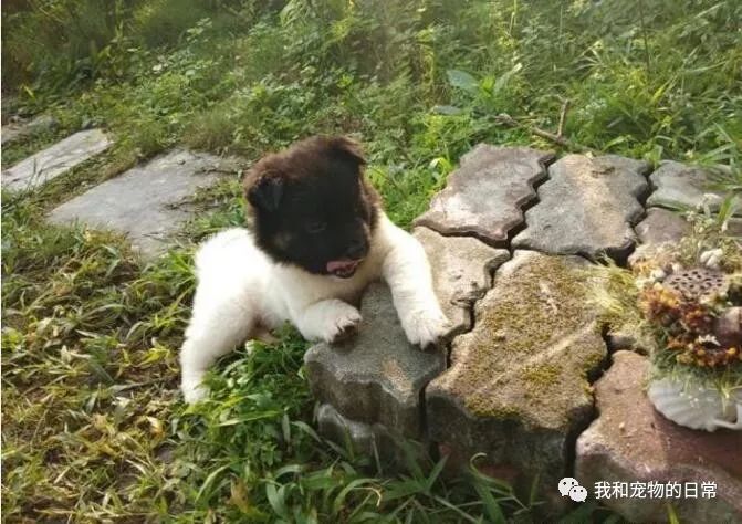 網友家的小汪星人，一定是狗媽媽在生它的時候突然沒墨水了！ 寵物 第3張