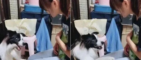 边境牧羊犬被问有没有乖乖？竟自信爆棚大力拍腿：肯定有！