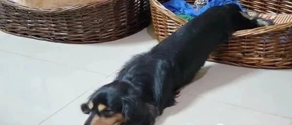 名副其实的拉长狗（腊肠狗），这睡姿就像一座笔直的跨海大桥！