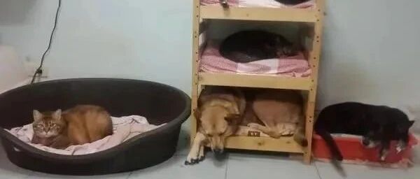 猫老大强占床位，大只汪的表情亮了，家里地位一眼就能看出！